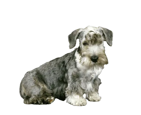 Tschechischer-Terrier-puppy