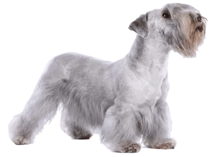 Tschechischer-Terrier-adult