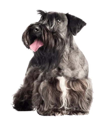 Tschechischer-Terrier-adult-1