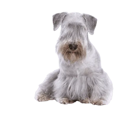 Tschechischer-Terrier-1