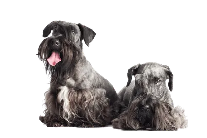 Tschechischer-Terrier-2