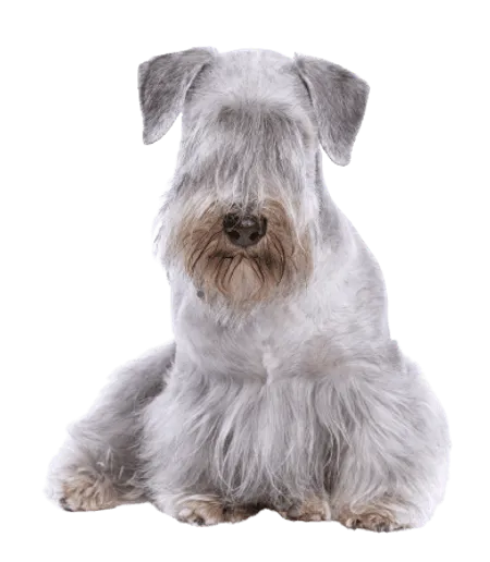 Bild für Tschechischer Terrier