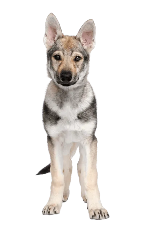 Tschechoslowakischer-Wolfhund-6