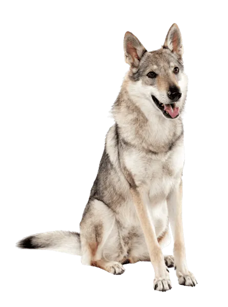 Tschechoslowakischer-Wolfhund-4