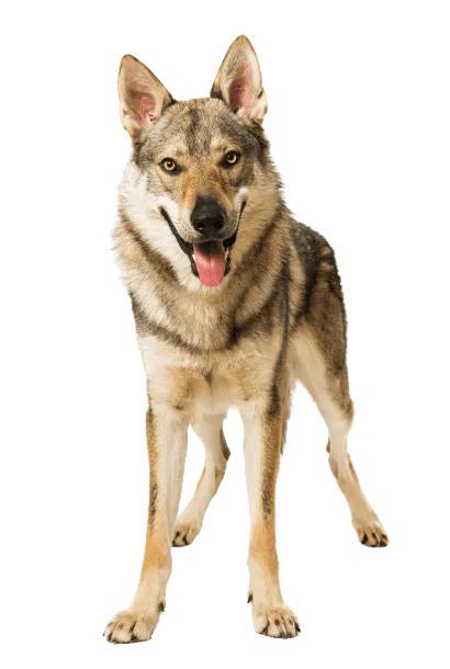 Tschechoslowakischer-Wolfhund-5