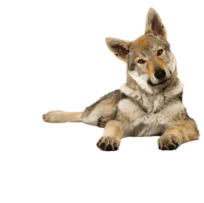 Tschechoslowakischer-Wolfhund-2