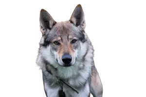 Tschechoslowakischer Wolfhund