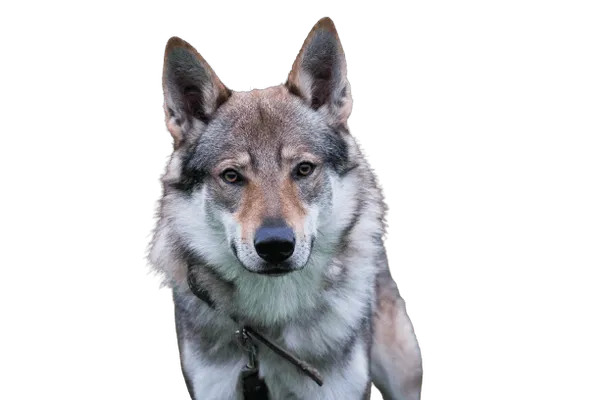 Tschechoslowakischer Wolfhund Bild