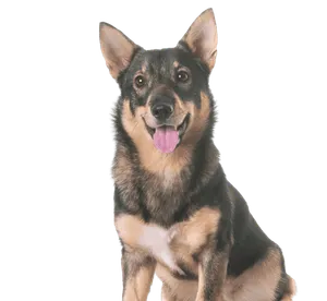 Västgötaspets