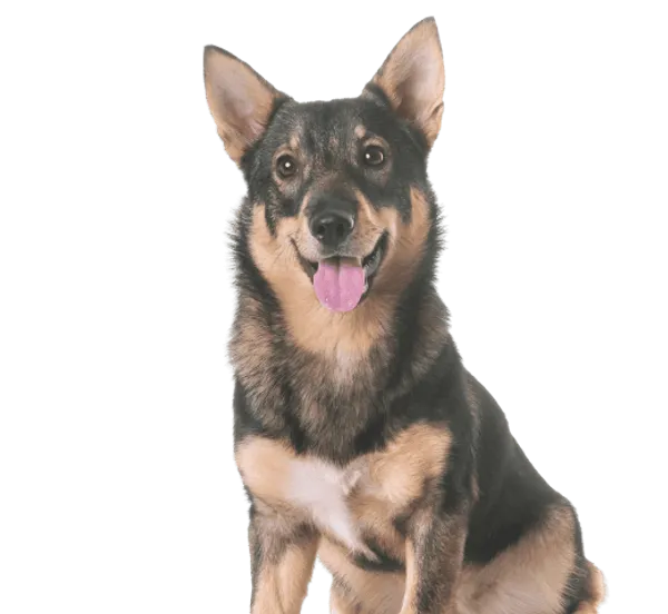 Västgötaspets Bild