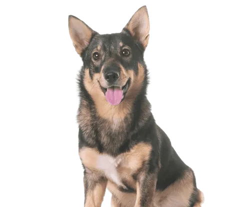 Bild für Västgötaspets