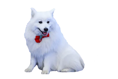 Bild für Volpino Italiano