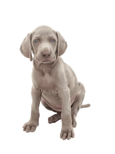 Weimaraner Puppy