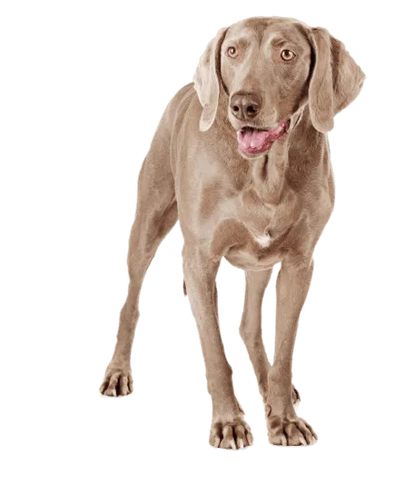 Weimaraner 1