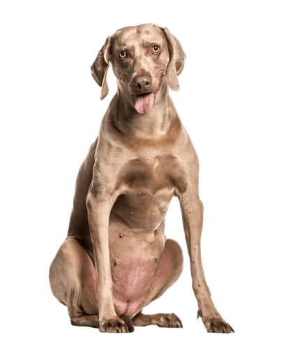 Weimaraner Senior
