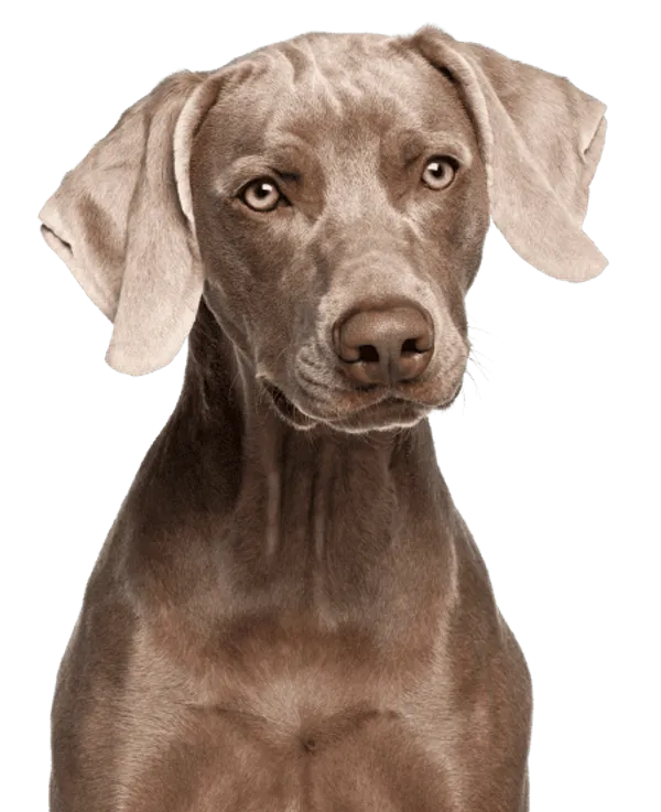 Weimaraner Bild