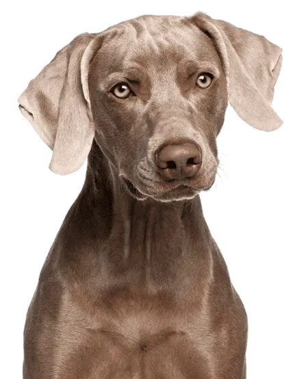 Bild für Weimaraner