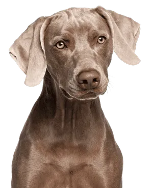 Weimaraner