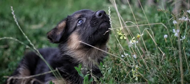 Stubenreiner Welpe im Garten