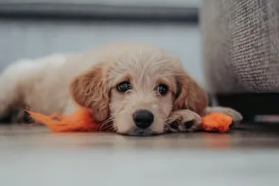 Welpe Golden Retriever