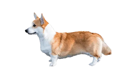 Welsh Corgi Cardigan
