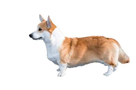 Welsh Corgi Cardigan