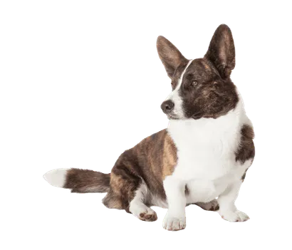 Welsh Corgi Cardigan