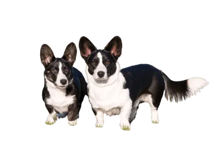 Welsh Corgi Cardigan