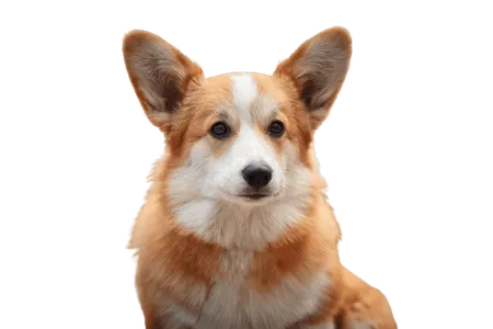 Bild für Welsh Corgi Cardigan