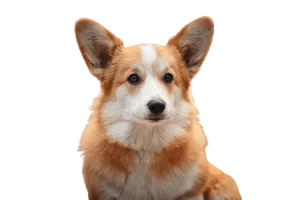 Welsh Corgi Cardigan