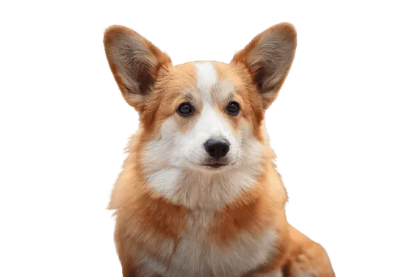 Welsh Corgi Cardigan Bild
