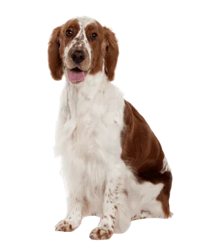Welsh Springer Spaniel
