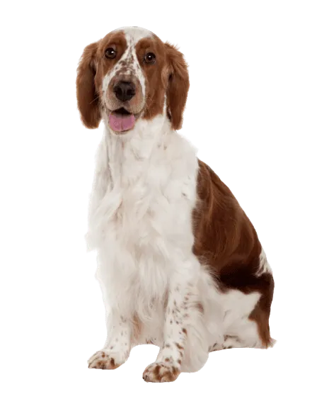 Welsh Springer Spaniel