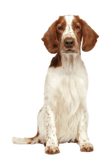 Welsh Springer Spaniel