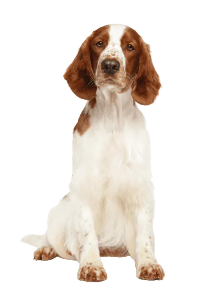 Welsh Springer Spaniel
