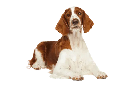 Welsh Springer Spaniel