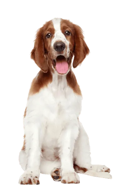 Welsh Springer Spaniel