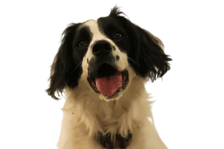 Bild für Welsh Springer Spaniel