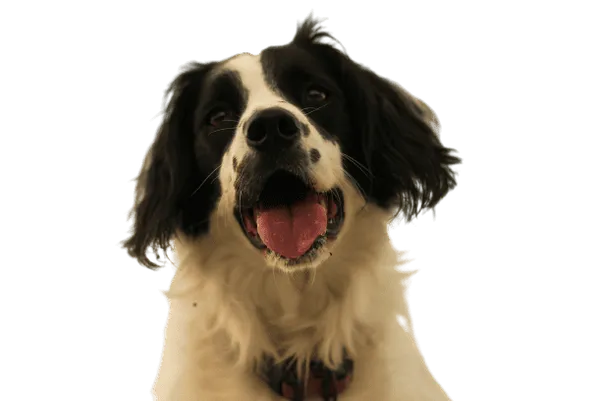 Welsh Springer Spaniel Bild