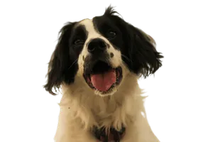 Welsh Springer Spaniel