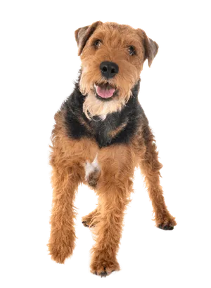 Welsh Terrier (3)
