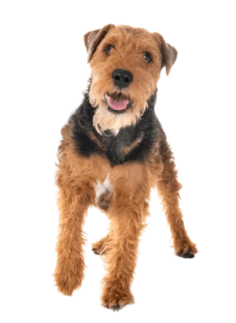 Welsh Terrier (3)