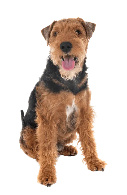 Welsh Terrier (6)