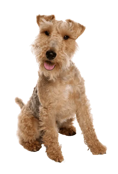 Welsh Terrier (5)