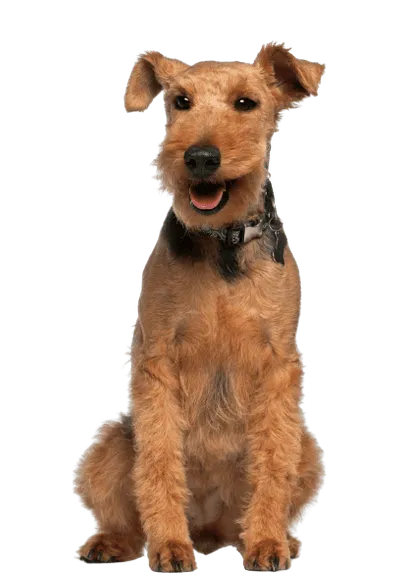 Welsh Terrier (4)