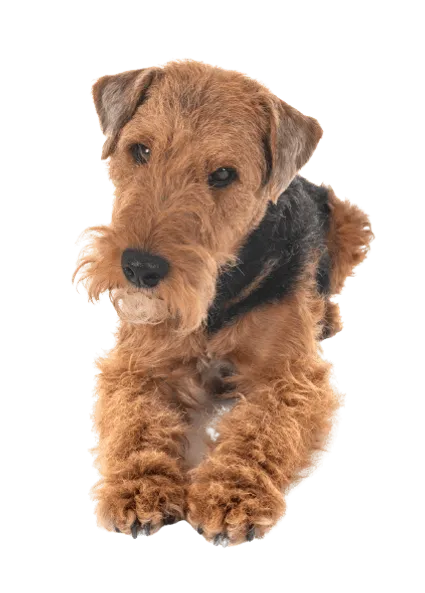Welsh Terrier (2)