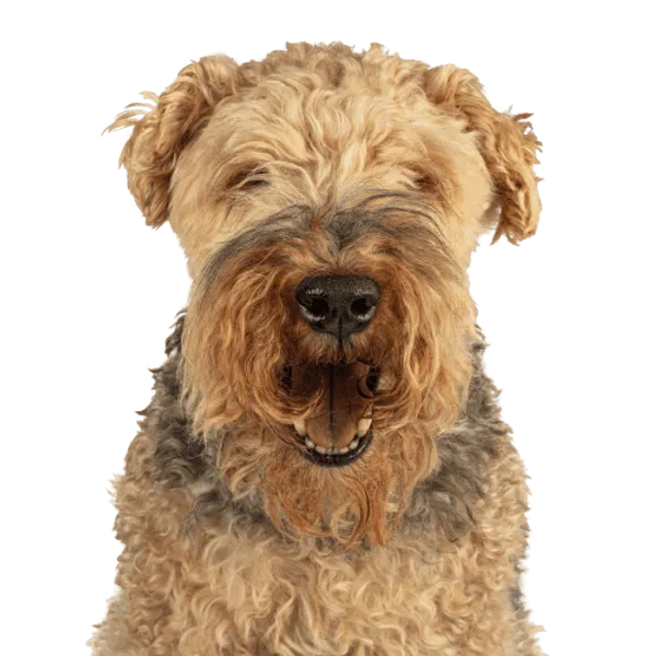 Welsh Terrier Bild