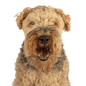 Welsh Terrier