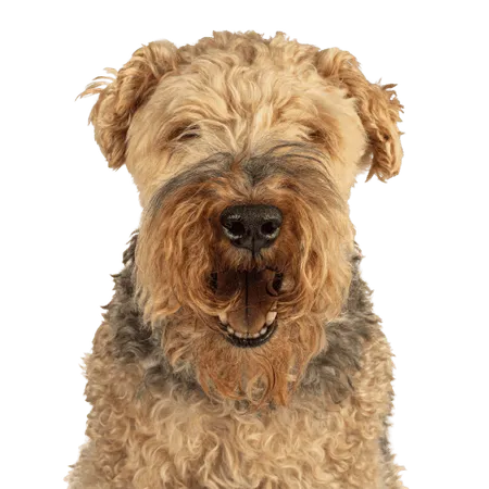 Bild für Welsh Terrier