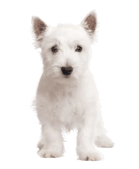 West Highland White Terrier (6)